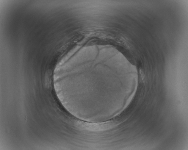 X0000066510030200604141759