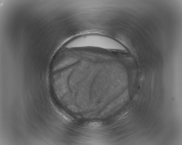 X0000066510156200604141757
