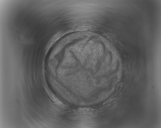 X0000066510242200604141755