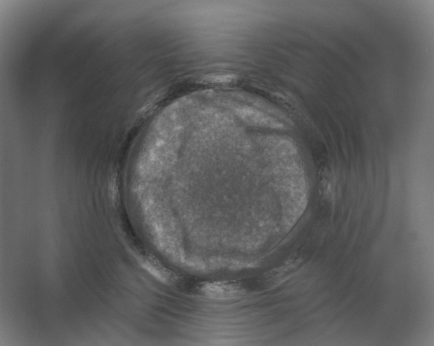 X0000066510568200604141751