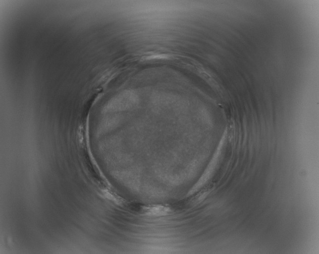 X0000066510621200604141750