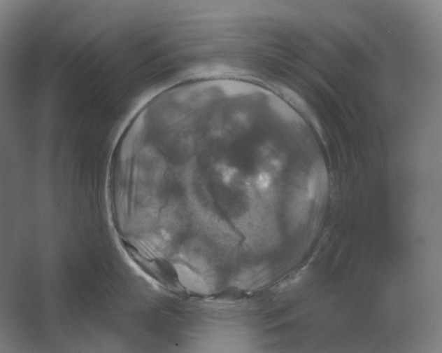 X0000066510863200604141746