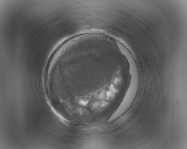 X0000066511054200604141743