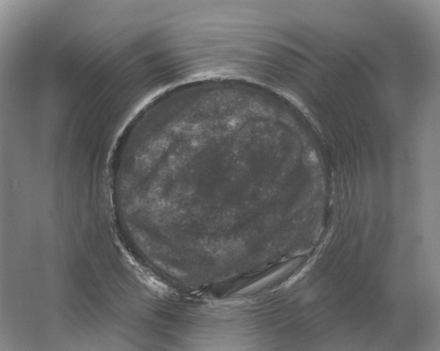 X0000066511118200604141741