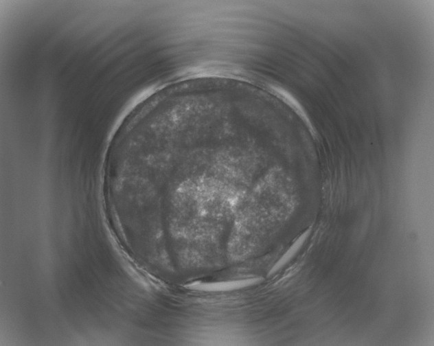 X0000066511146200604141741