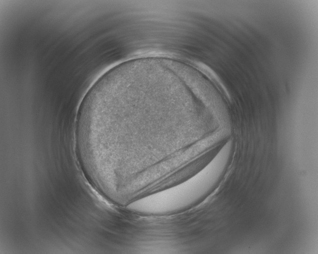 X0000066511244200604141740