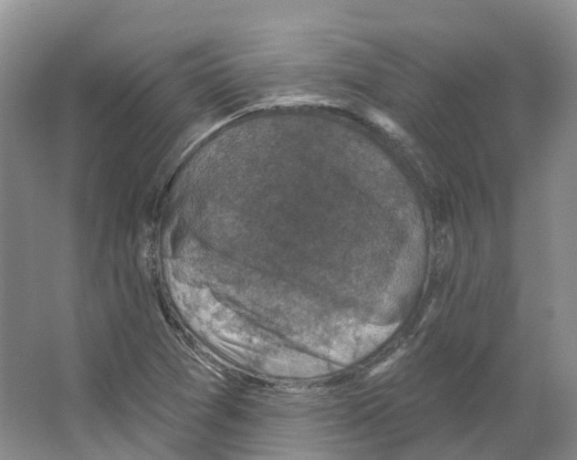 X0000066511361200604141737