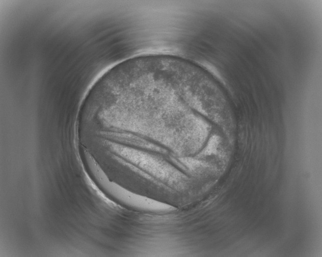 X0000066511468200604141735