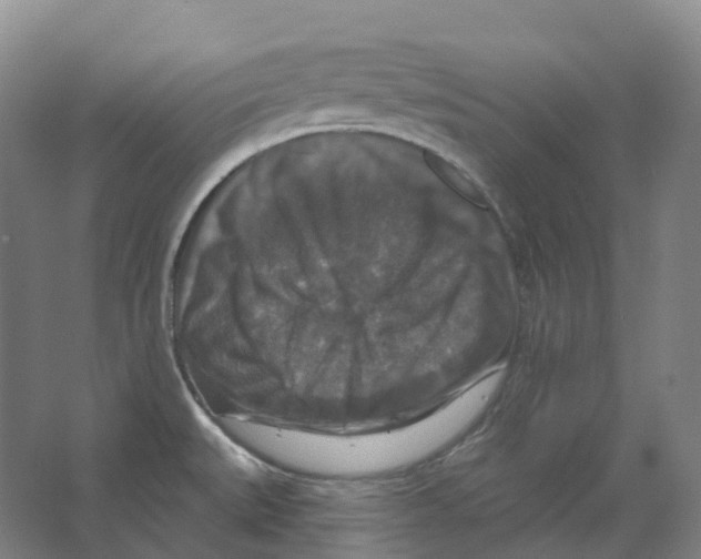 X0000066511527200604141735