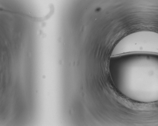 X0000066520044200603171001