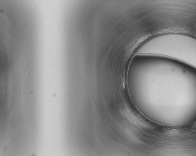 X0000066520062200603171000