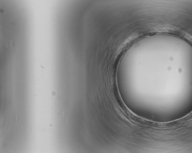 X0000066520203200603170958