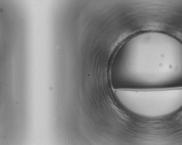 X0000066520204200603170958