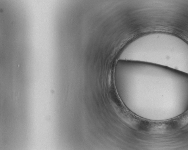 X0000066520206200603170958