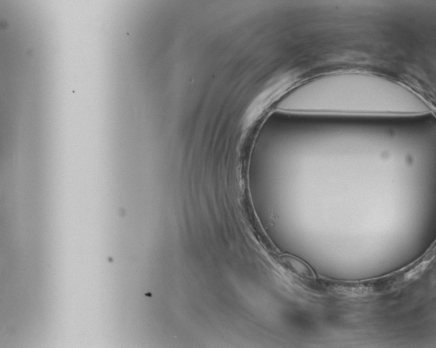 X0000066520245200603170957