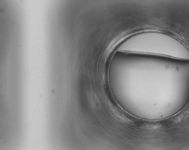 X0000066520247200603170957