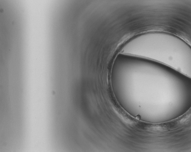 X0000066520253200603170957