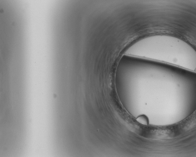 X0000066520255200603170957