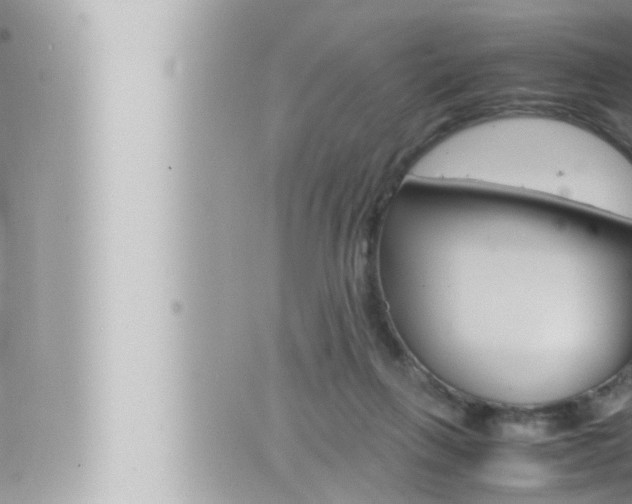 X0000066520263200603170957