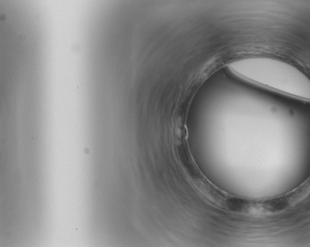 X0000066520264200603170957