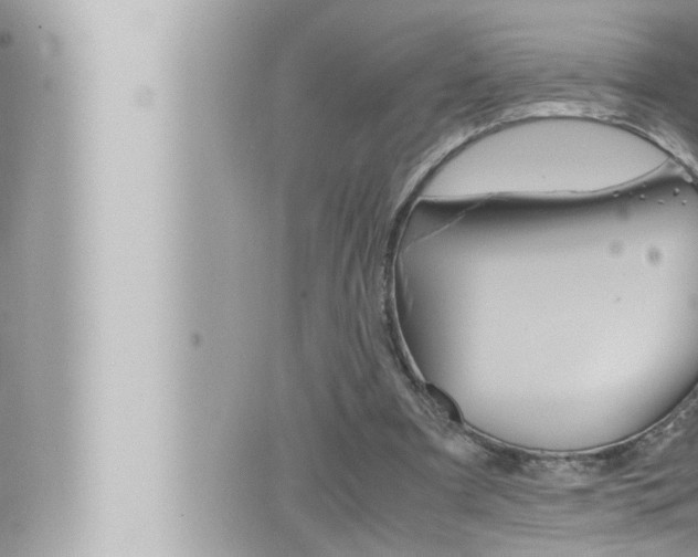 X0000066520297200603170957