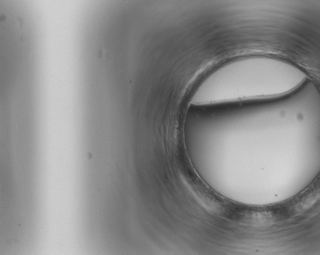 X0000066520304200603170957