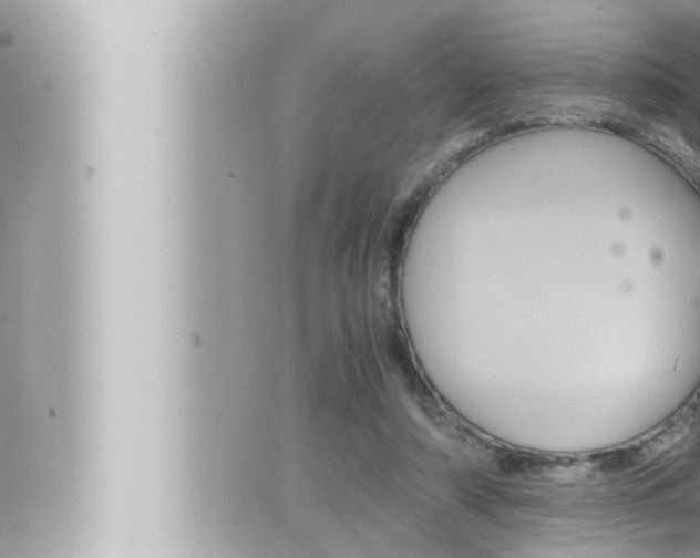 X0000066520306200603170957