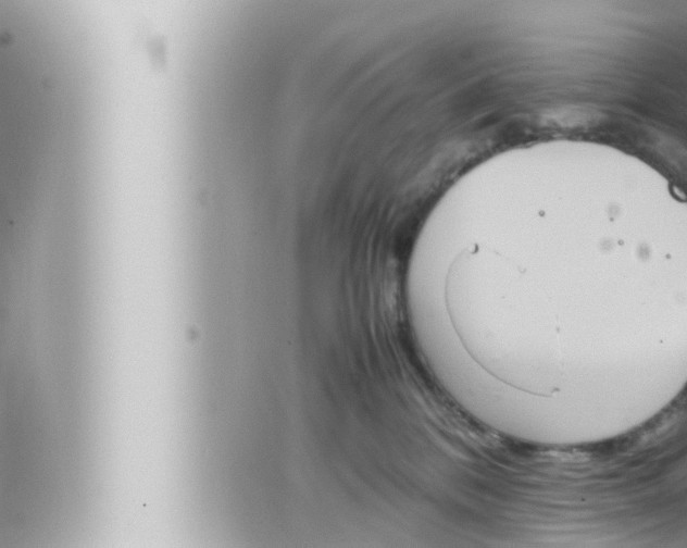 X0000066520328200603170956