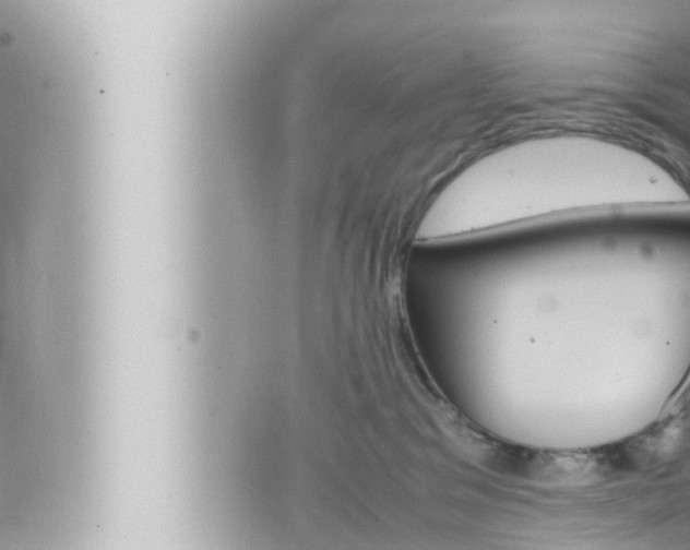 X0000066520329200603170956