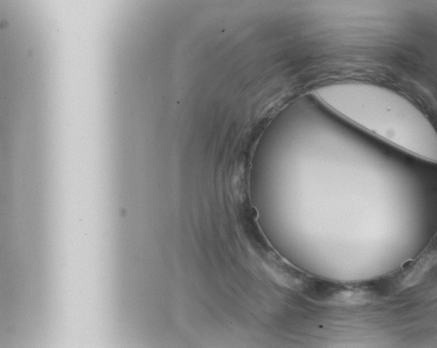 X0000066520364200603170956