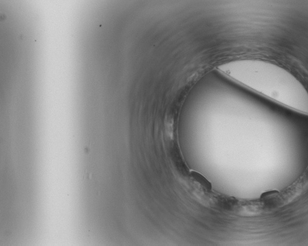 X0000066520368200603170956