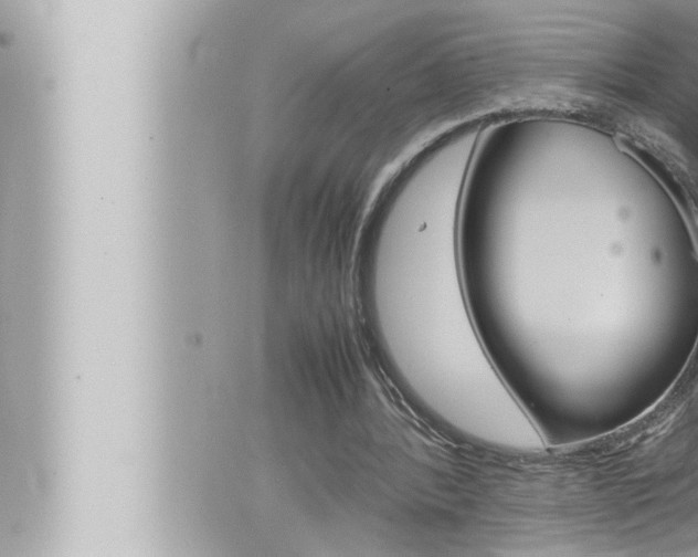 X0000066520388200603170955