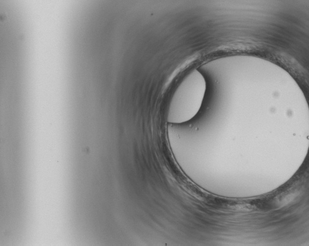 X0000066520396200603170955