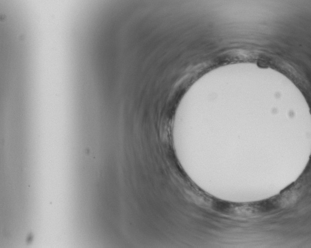 X0000066520423200603170955