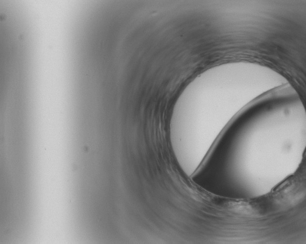 X0000066520424200603170955