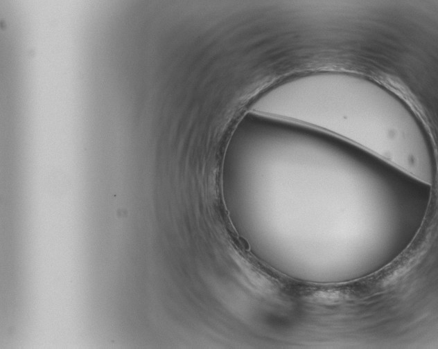 X0000066520441200603170954