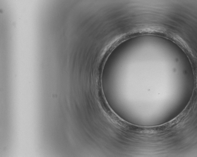 X0000066520444200603170954