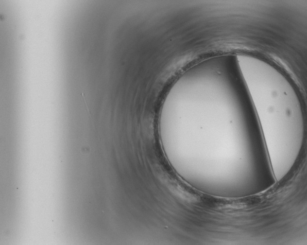 X0000066520447200603170954