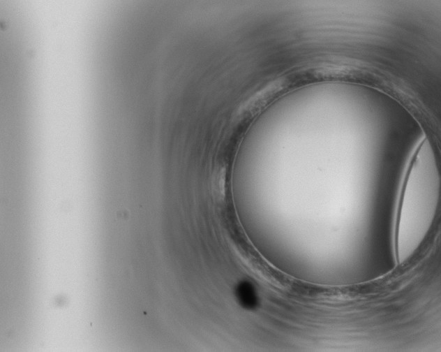 X0000066520454200603170954