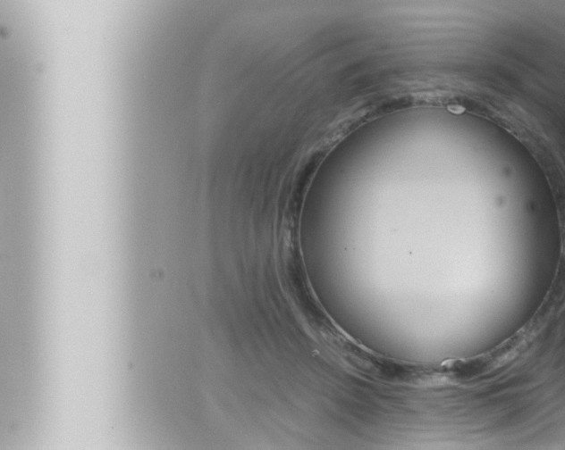 X0000066520456200603170954