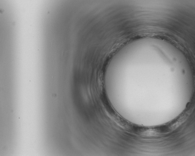 X0000066520460200603170954