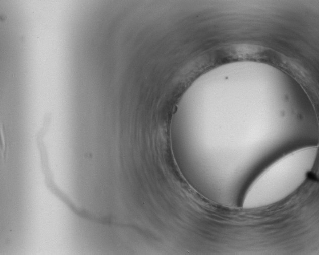 X0000066520461200603170954