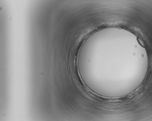 X0000066520495200603170954