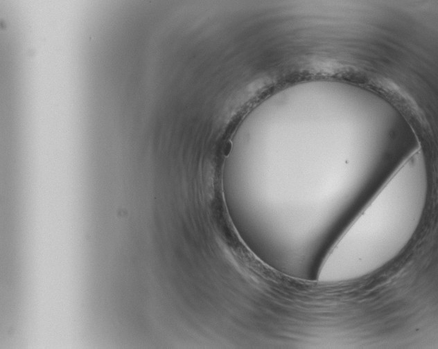 X0000066520496200603170954