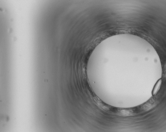 X0000066520522200603170953