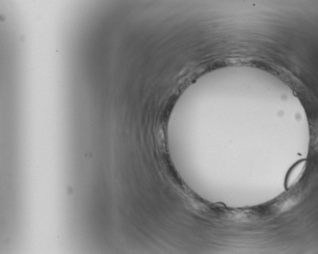 X0000066520523200603170953