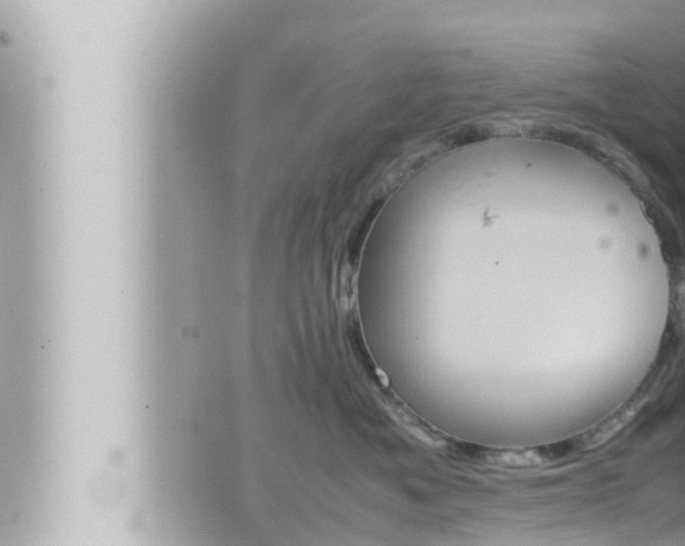 X0000066520525200603170953