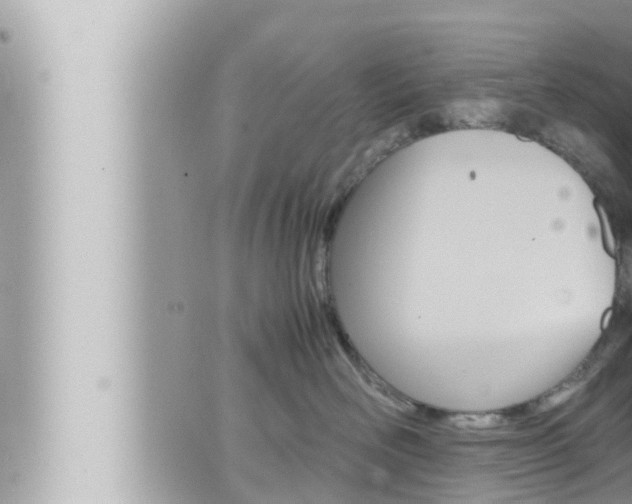 X0000066520526200603170953