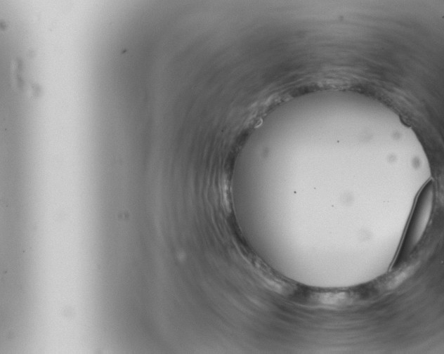 X0000066520575200603170953