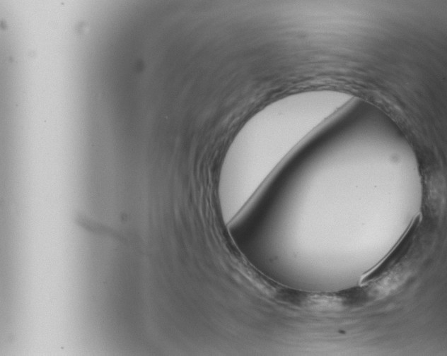 X0000066520617200603170952